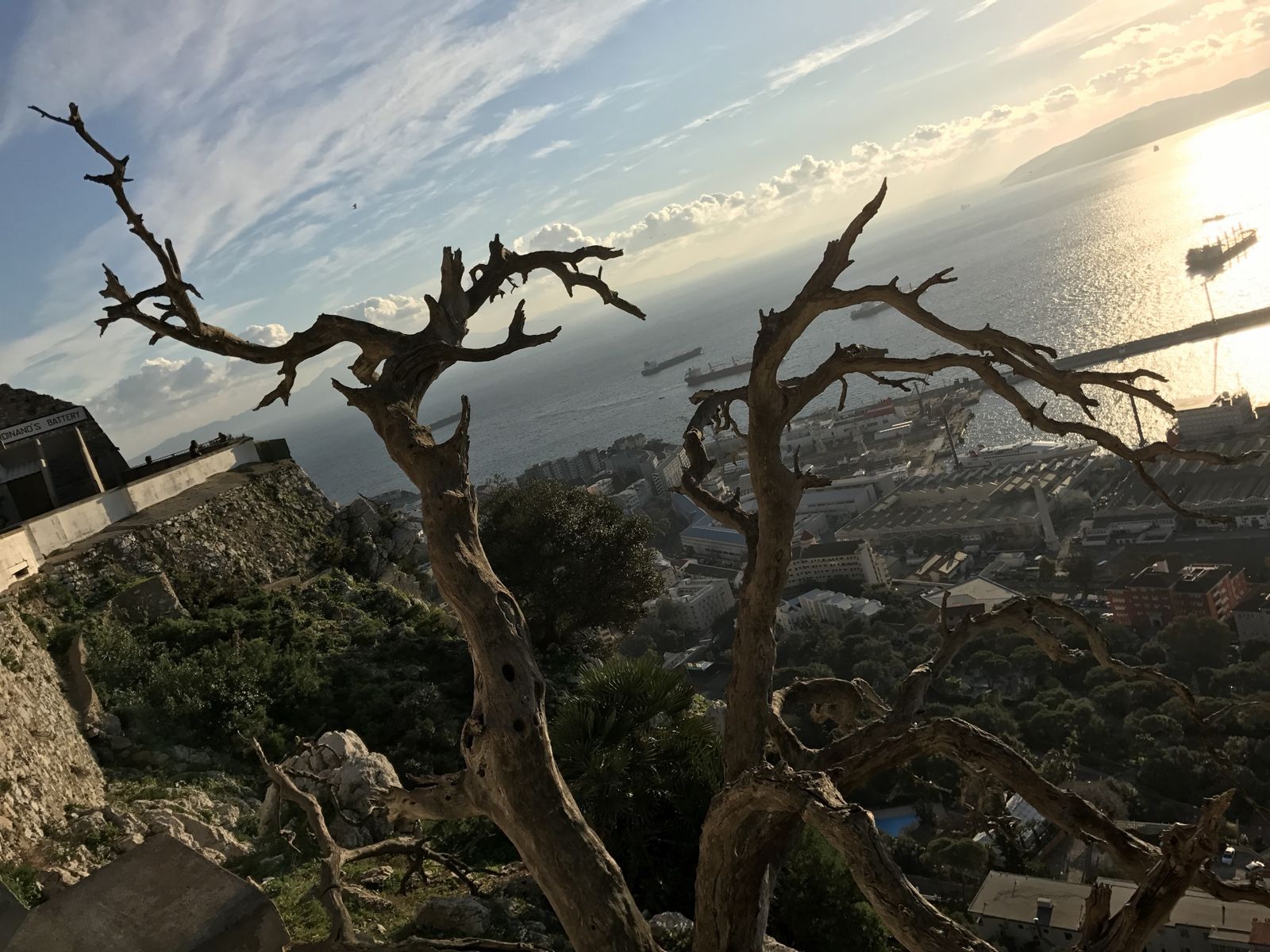 View from the Rock of Gibraltar over the town and bay at sunset, framed by an old bare tree